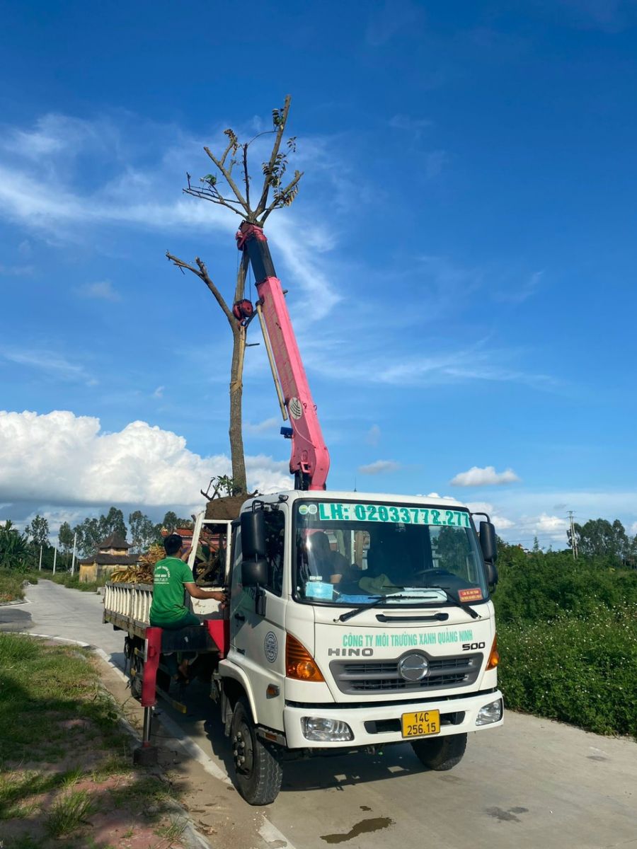 cho thuê cẩu Quảng Ninh